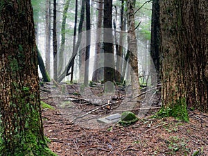 WW1 era abandoned graveyard deep in a northern rainforest during a foggy morning. photo