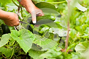 WWoman harvesting cucumbers in her garden