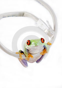 WWW Frog