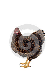 Wyandotte bantam Chicken golden laced isolated in white background