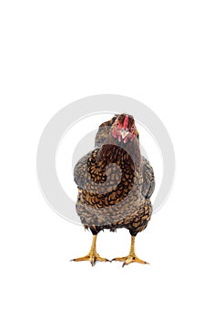 Wyandotte bantam Chicken golden laced in white background