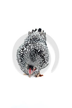Wyandotte Chicken white laced isolated in white background