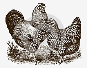 Wyandotte cock and hen standing close together