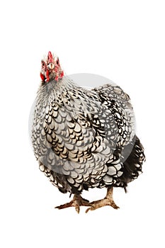 Wyandotte hen