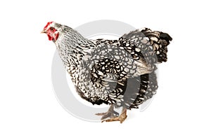 Wyandotte hen