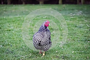 Wyandotte Hen seen in a large back yard. Part of a larger flock of Chickens which are kept for there free range eggs.