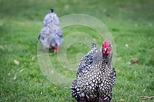 Wyandotte Hen seen in a large back yard. Part of a larger flock of Chickens which are kept for there free range eggs.