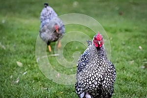 Wyandotte Hen seen in a large back yard. Part of a larger flock of Chickens which are kept for there free range eggs.