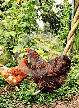 wyandotte, ISA brwon