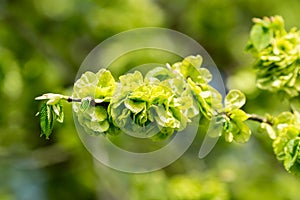 Wych elm or Scots elm (Ulmus glabra) photo