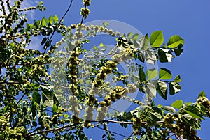 Wych elm Ulmus glabra twigs with leaves and seeds samaras on blurry spring sky background