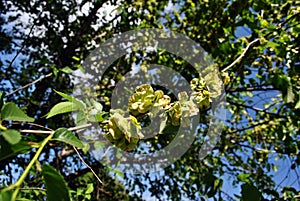 Wych elm Ulmus glabra twigs with leaves and seeds samaras on blurry spring sky background