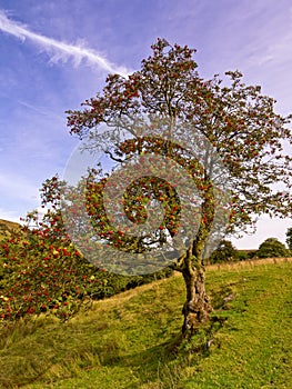 Wycollar country park