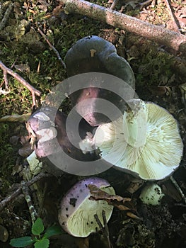 Wylde comestible mushrooms in the forest