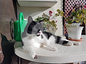 Wyllson the Cat sunbathing