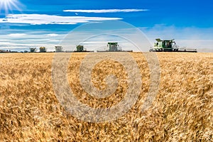 Wymark, SK- Sept 8, 2020:  Multiple combines harvesting wheat in a field at sunset in Wymark, Saskatchewan