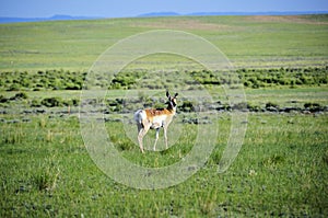 Wyoming Antelope