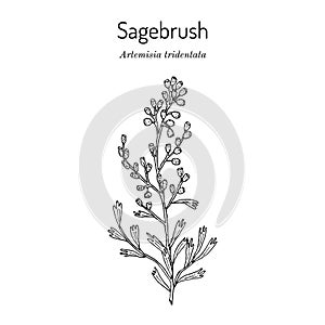 Wyoming big sagebrush Artemisia tridentata , the official state shrub of Wyoming photo