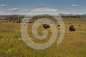 Wyoming buffalo