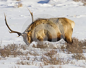 Wyoming Bull Elk Grazing