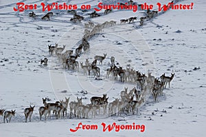 Wyoming Christmas. Pronghorn in Winter.