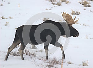 Wyoming Christmas. Pronghorn in Winter.