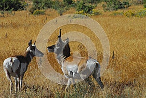 Wyoming- Close Up of Rare Wild Pronghorn Antelopes