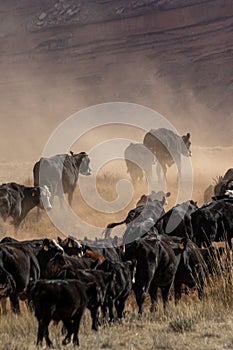 Cowboys Moving the Herd photo