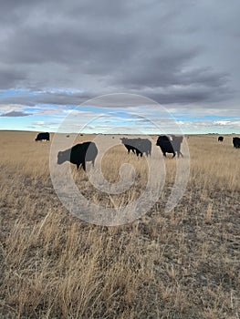Wyoming cows on the prairie on a country road in December