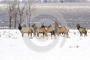 Wyoming Elk Herd