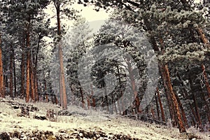 Wyoming forest in winter