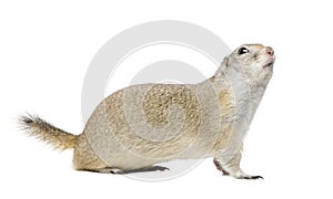 Wyoming Ground Squirrel - Spermophilus elegans (3