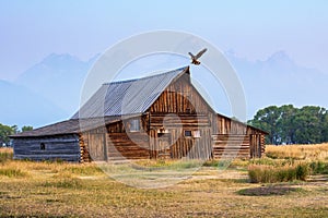 Wyoming Moulton Barn with Tetons and Hawk