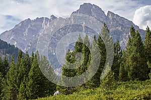 Wyoming Mountains towering above trees