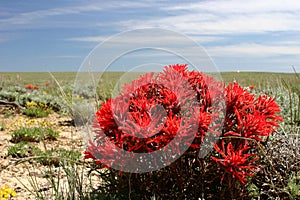 Wyoming Paintbrush and Blue Sky