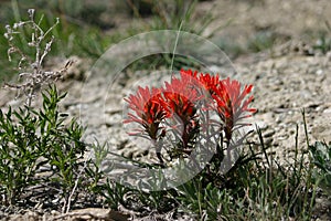 Wyoming Paintbrush With White