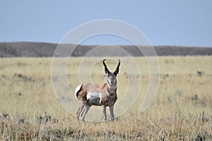 Wyoming pronghorn antelope buck