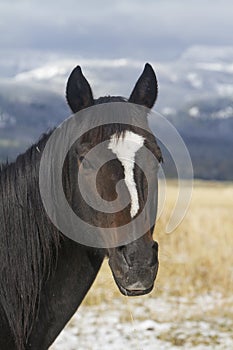 Wyoming ranch horse with white blaze on forehead