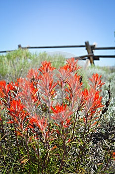 Wyoming's Flower, Indian Paintbrush