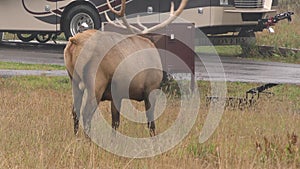 Wyoming Yellowstone National Park  A bull elk standing, eating And shooing away a bird that lands on it