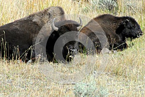 Wyoming- Yellowstone National Park- Close Up of Two Wild Buffaloes