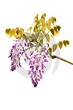 Wysteria Flowers