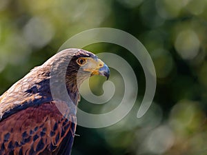 WÃ¼stenbussard (Harris-Hawk) von der Seite