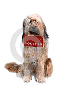 WÃ¤ller, a new breed of dogs, holding a gift voucher