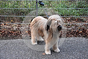 WÃ¤ller, a new breed of dogs, tied to a garden fence