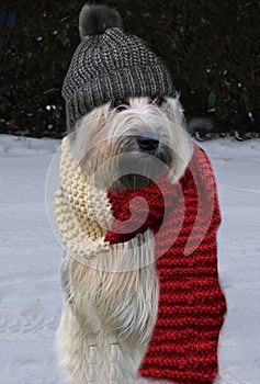WÃ¤ller, a new breed of dogs with woolen hat and shawl in the snow