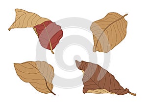 Colour brown dry leaf paint photo