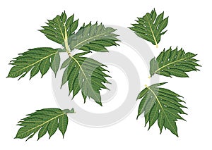 Green Leaves breadfruit fresh abstract isolated on white background