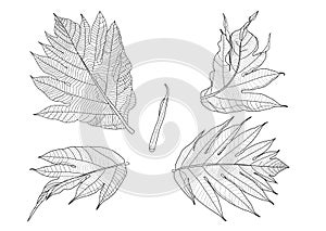 Leaves breadfruit line single leaf and leaf pattern black Bring to color decorate on white background illustration vector