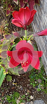 & x22;Beautiful flower& x22;Ã°Å¸ÅÂºini adalah bunga bakung di halaman rumah ku! photo